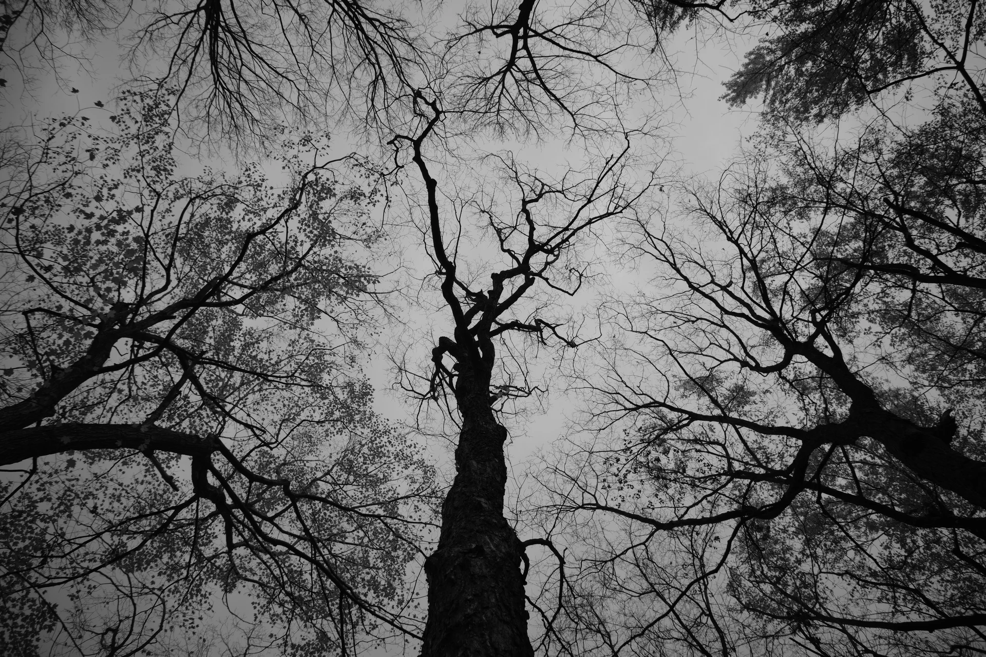 Veins all over the sky