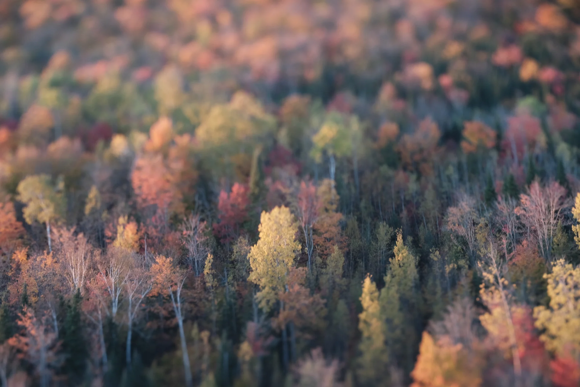 Small? trees