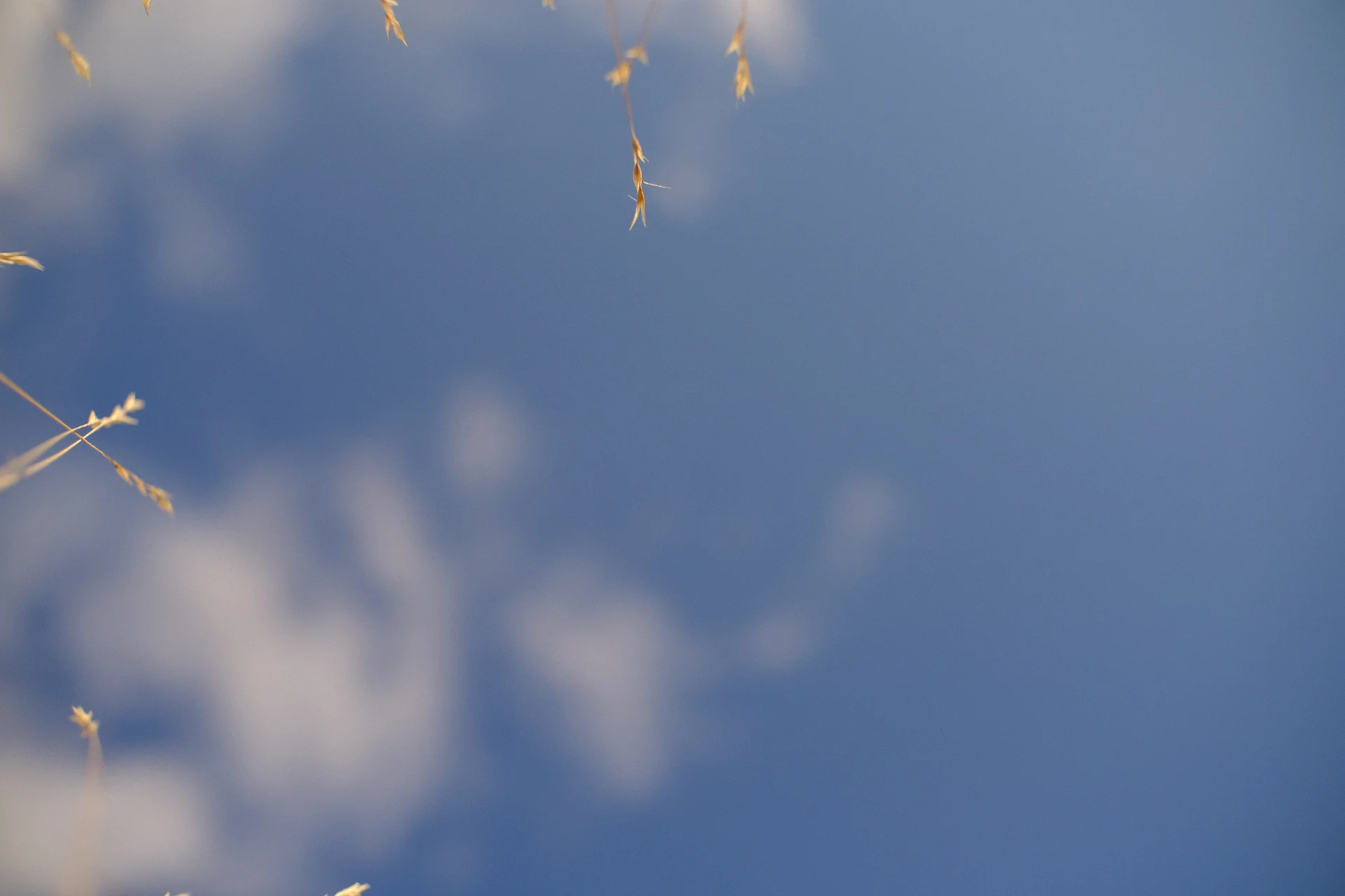 Sky of an insect