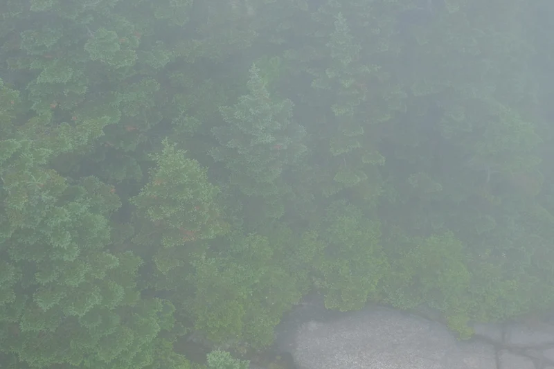 Brush trees
