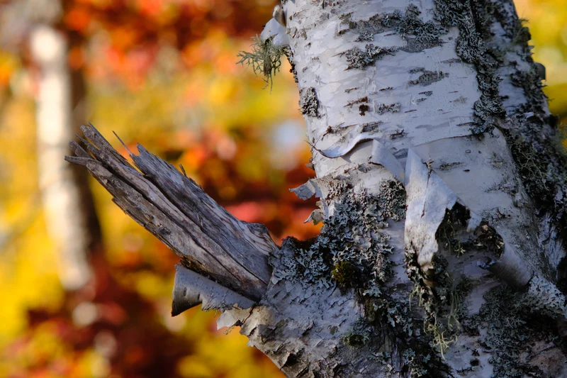 Crispy Tree