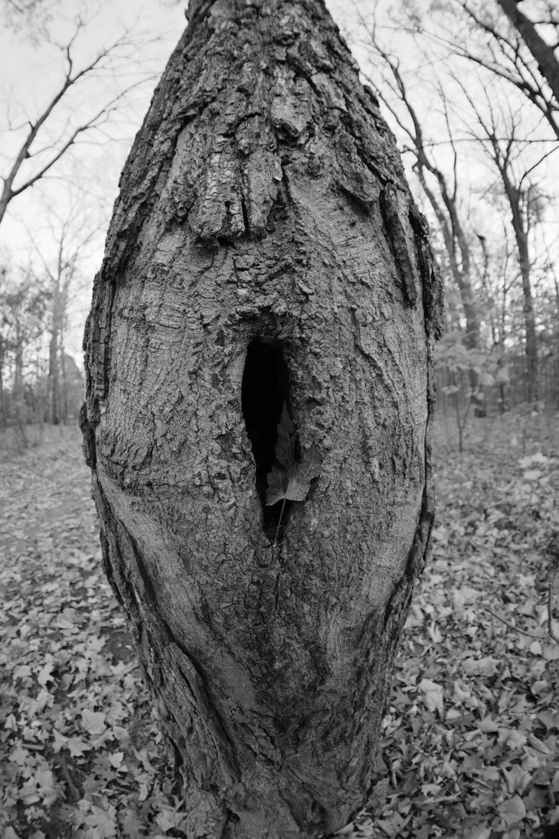 Hidey hole: house of many
